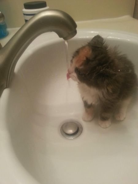 funnyanimals184_046