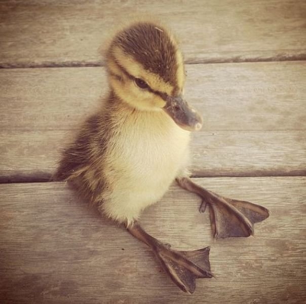funnyanimals184_047
