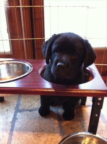 funnyanimals184_048