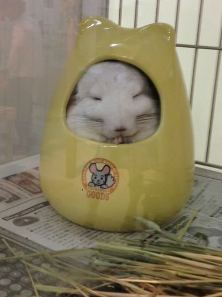 funnyanimals184_049