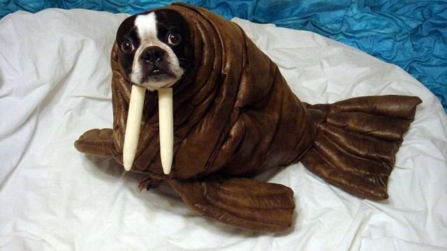 funnyanimals185_001
