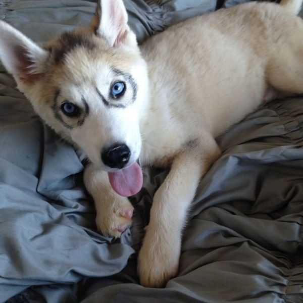 funnyanimals185_002