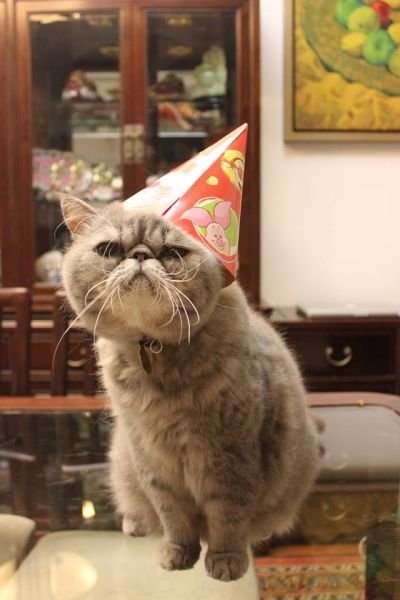 funnyanimals185_003
