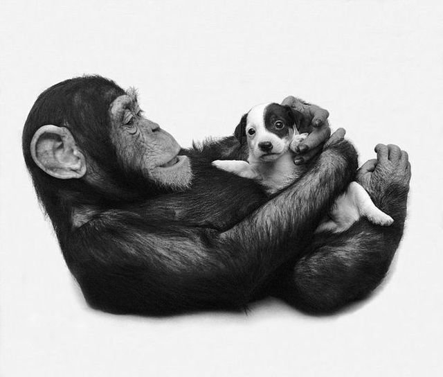 funnyanimals185_004