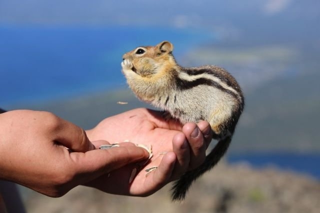 funnyanimals185_005