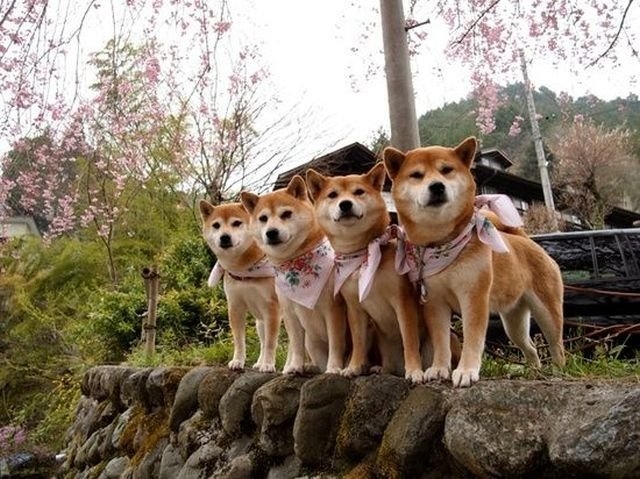 funnyanimals185_007