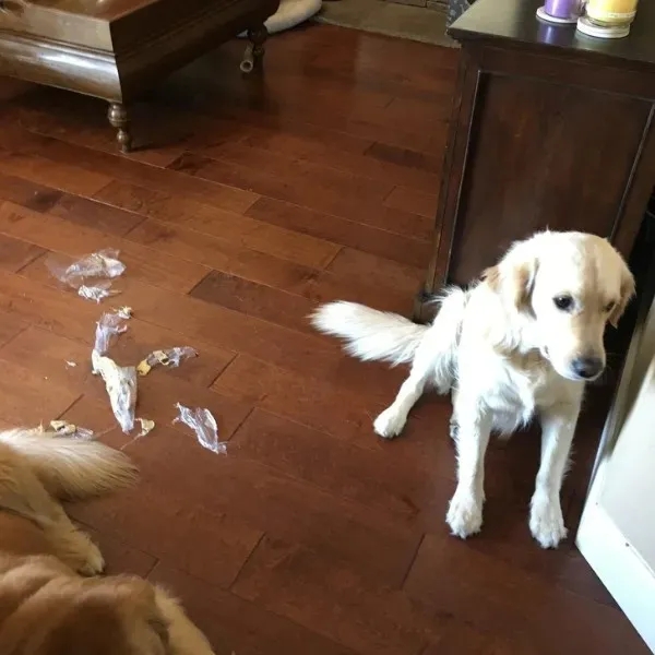 funnyanimals185_008