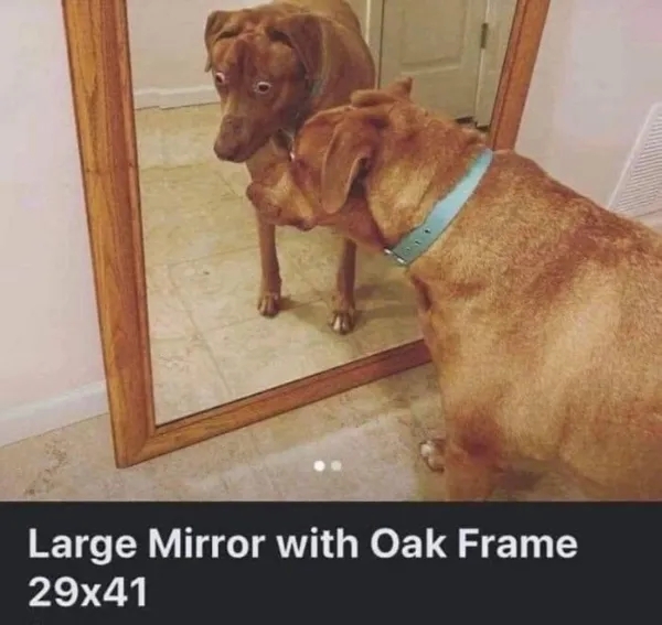 funnyanimals185_010