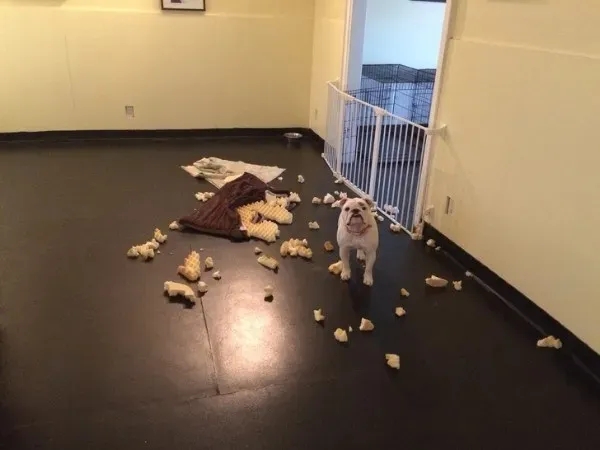 funnyanimals185_011