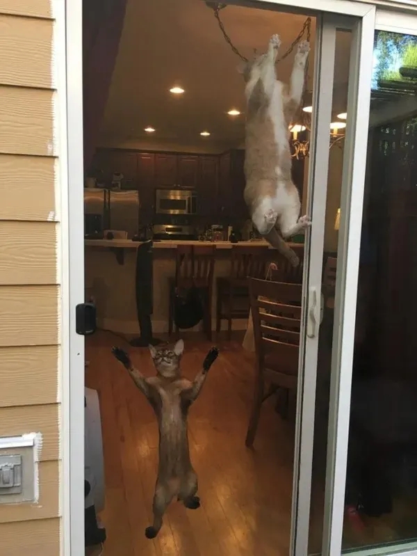 funnyanimals185_012