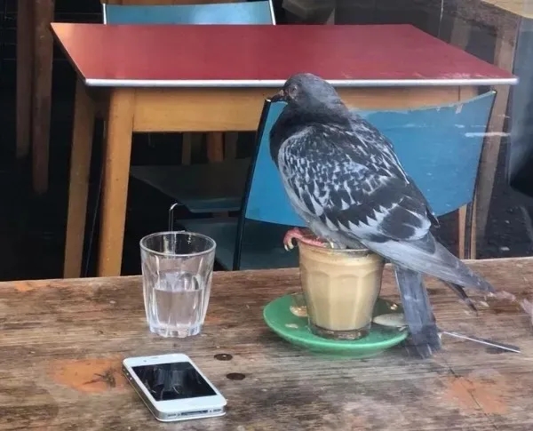 funnyanimals185_013