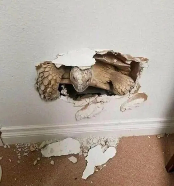 funnyanimals185_014