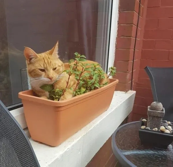 funnyanimals185_015