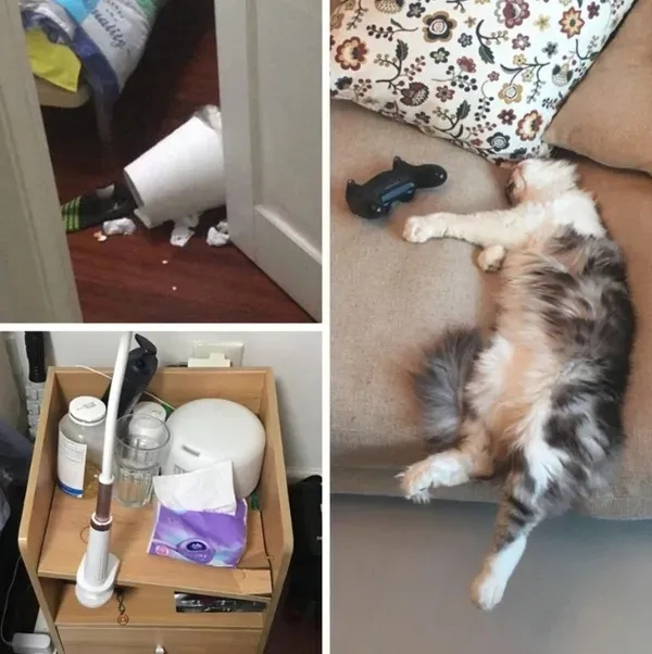 funnyanimals185_016