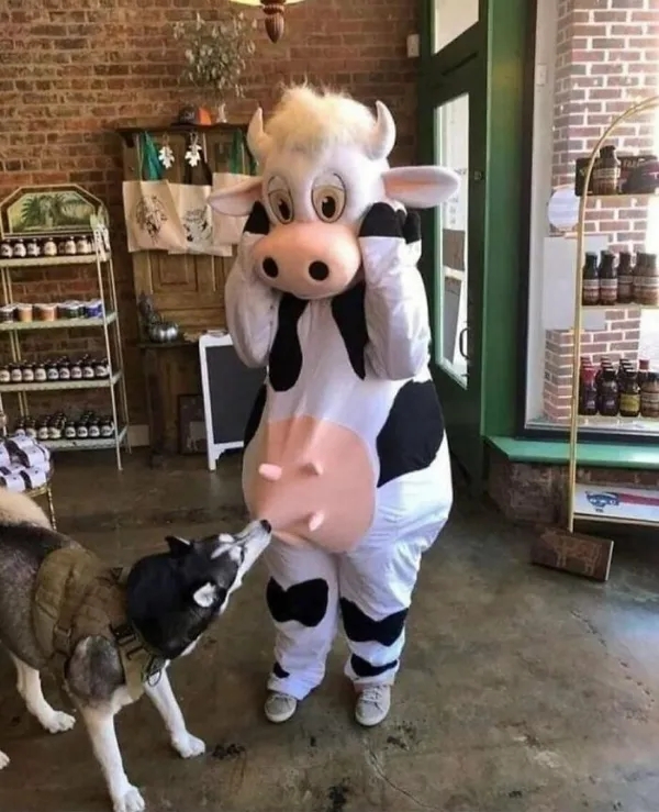 funnyanimals185_018