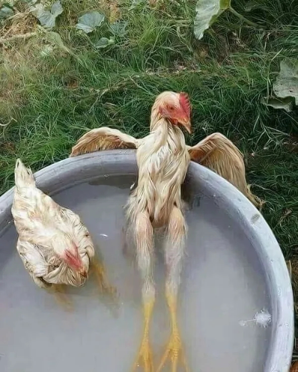 funnyanimals185_019