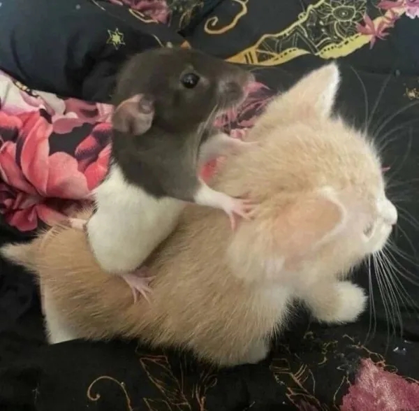 funnyanimals185_020