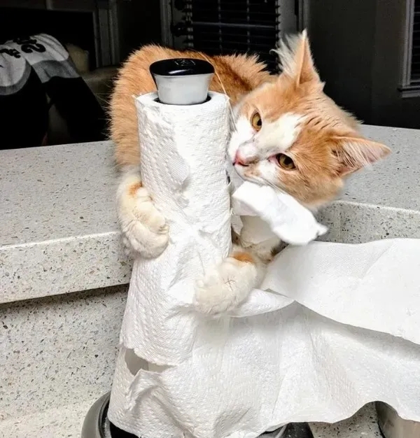 funnyanimals185_021