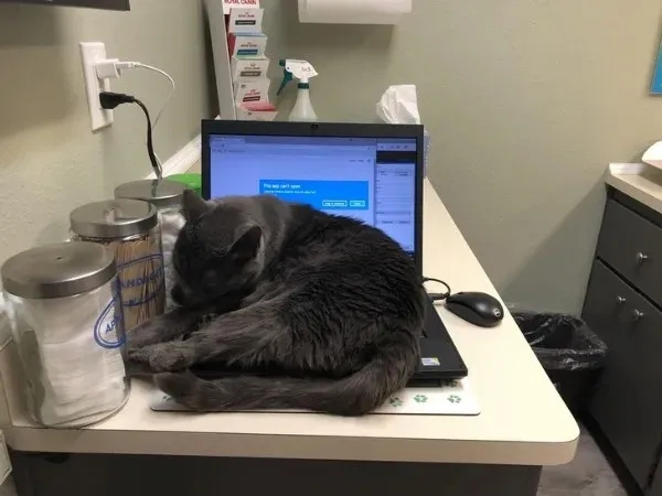 funnyanimals185_022