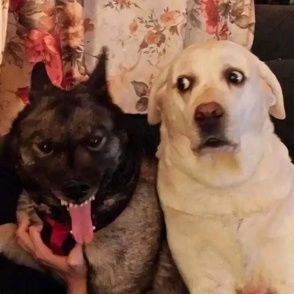 funnyanimals185_023