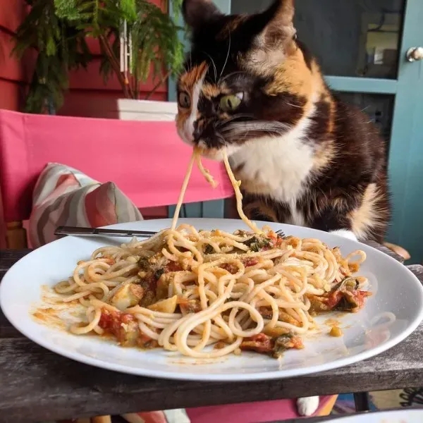 funnyanimals185_024