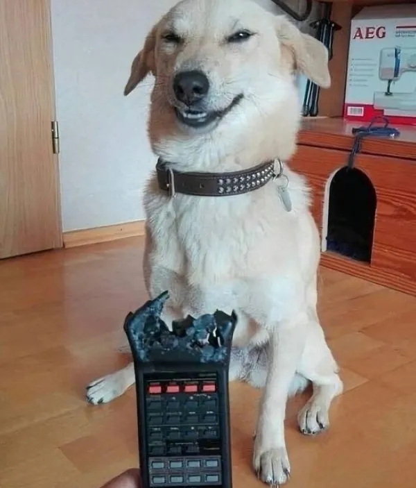 funnyanimals185_026
