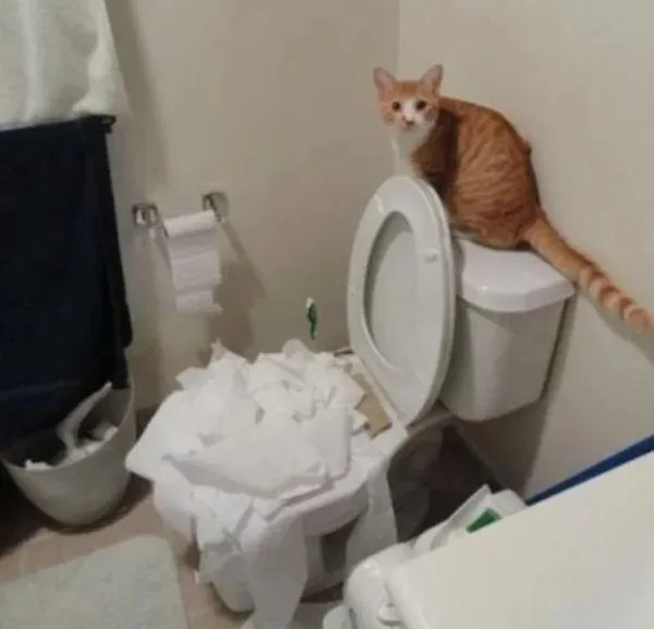 funnyanimals185_027