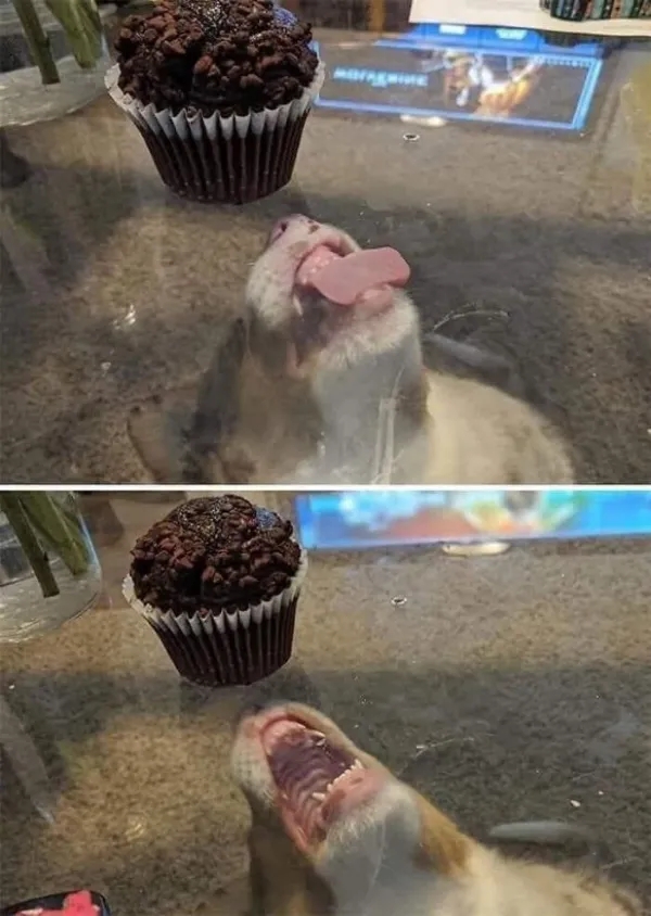 funnyanimals185_029