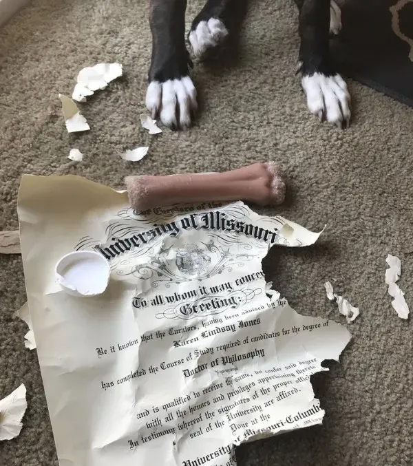 funnyanimals185_030