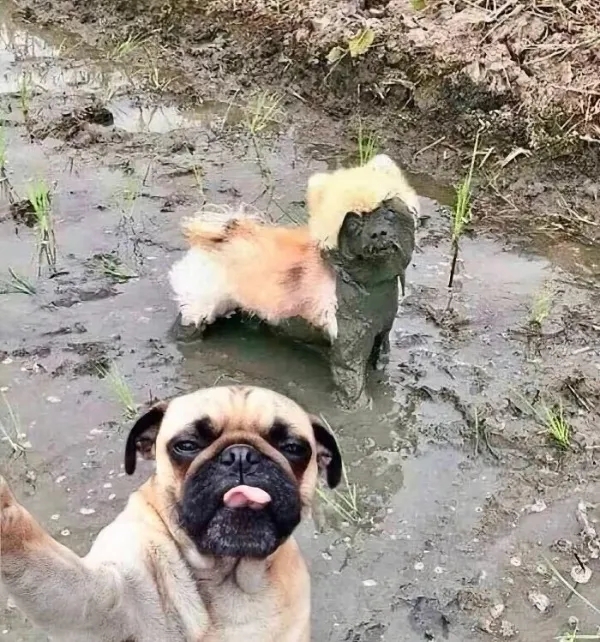 funnyanimals185_032