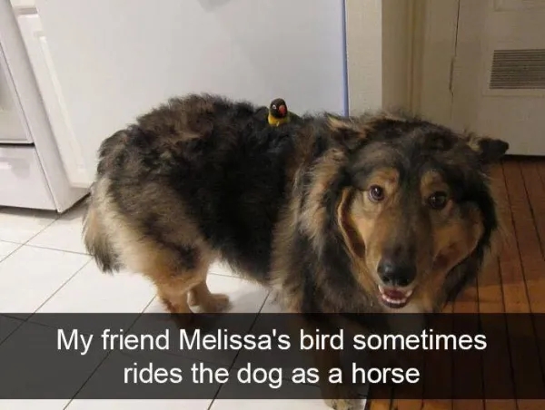 funnyanimals185_033