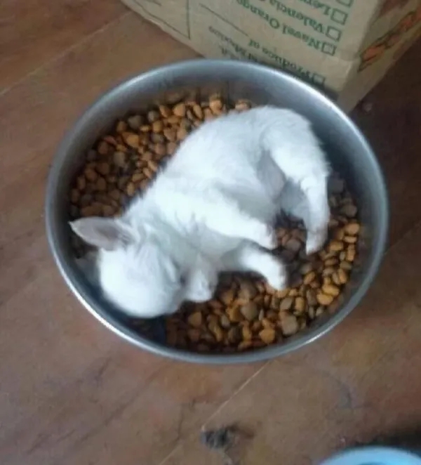 funnyanimals185_035