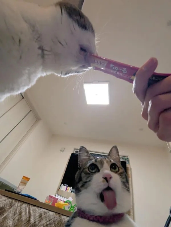 funnyanimals185_036