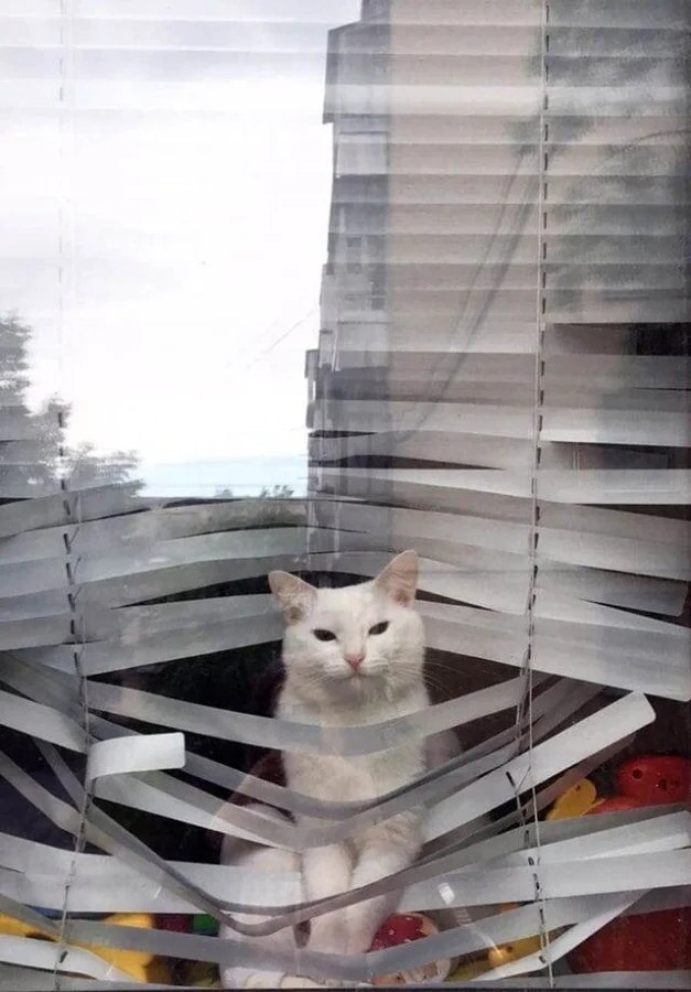 funnyanimals186_001