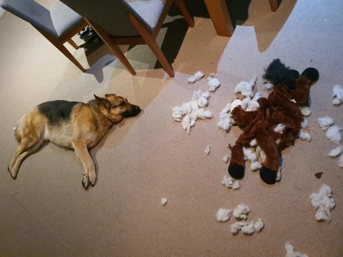 funnyanimals186_002