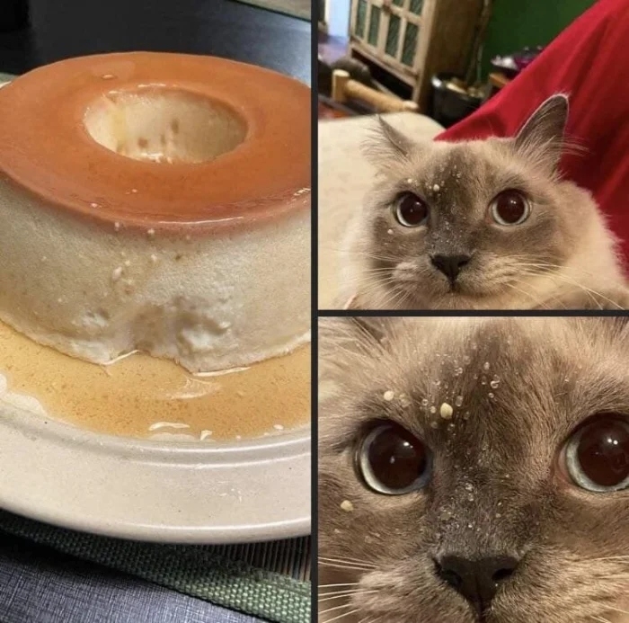 funnyanimals186_003