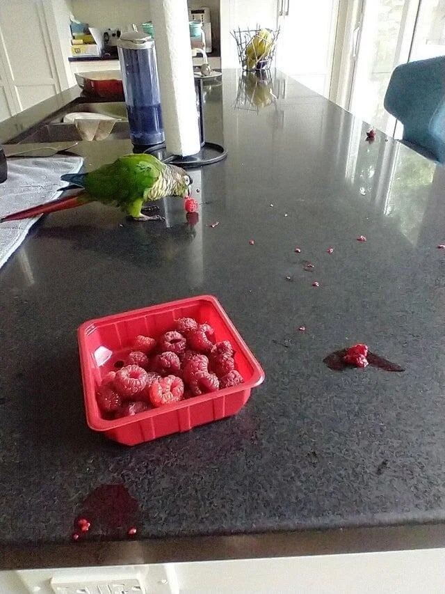funnyanimals186_006