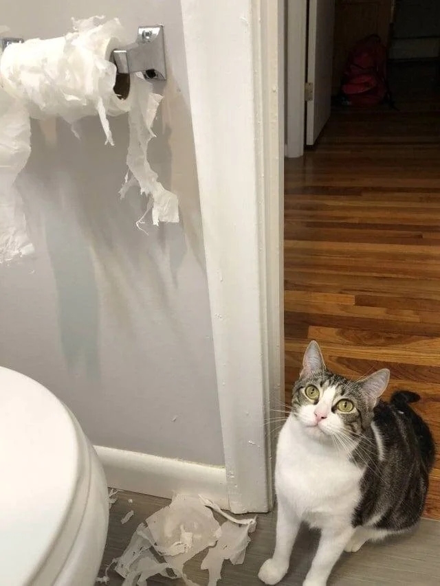 funnyanimals186_008