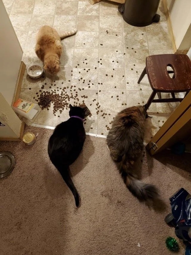 funnyanimals186_011