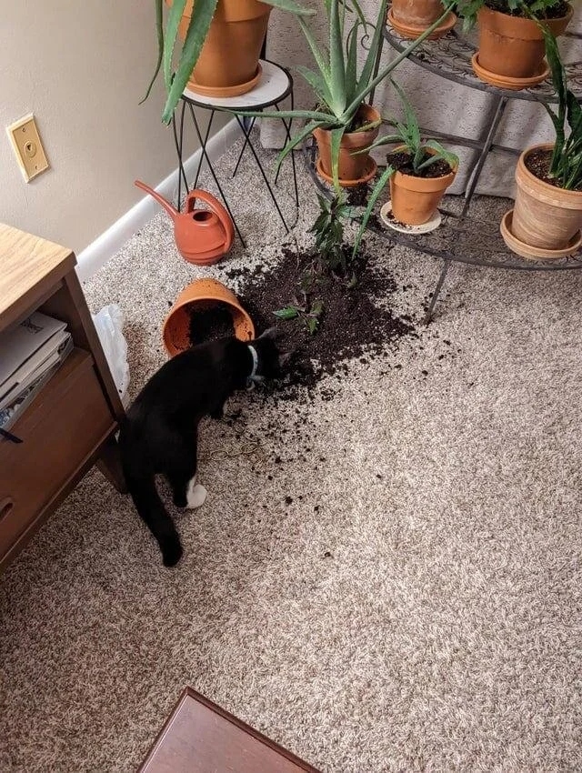 funnyanimals186_012
