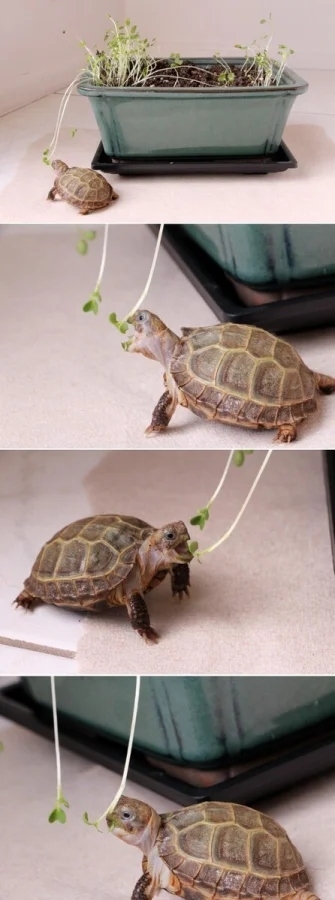funnyanimals186_013