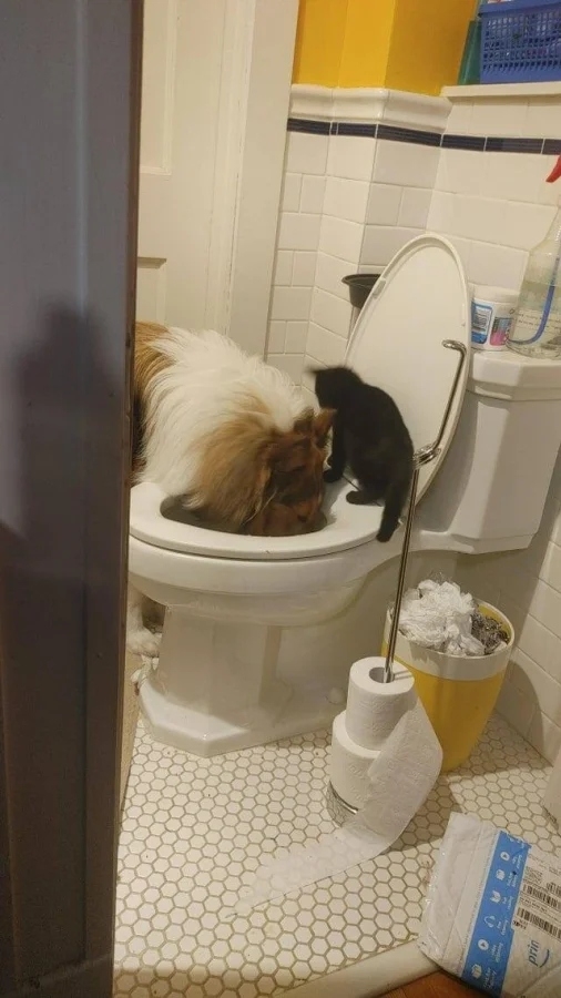 funnyanimals186_014