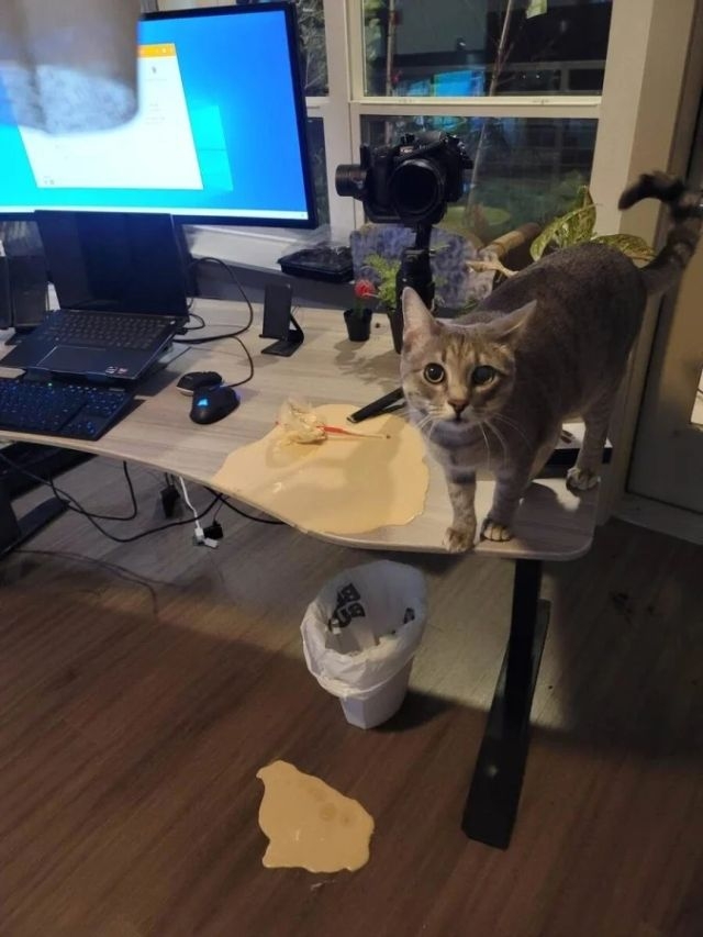 funnyanimals186_015