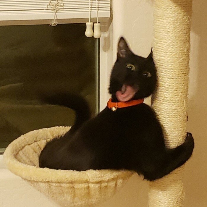 funnyanimals186_039
