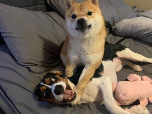 funnyanimals186_040