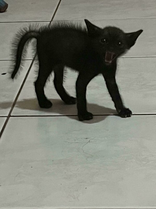 funnycats113_002
