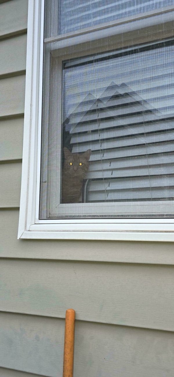funnycats113_003