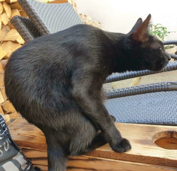 funnycats113_004