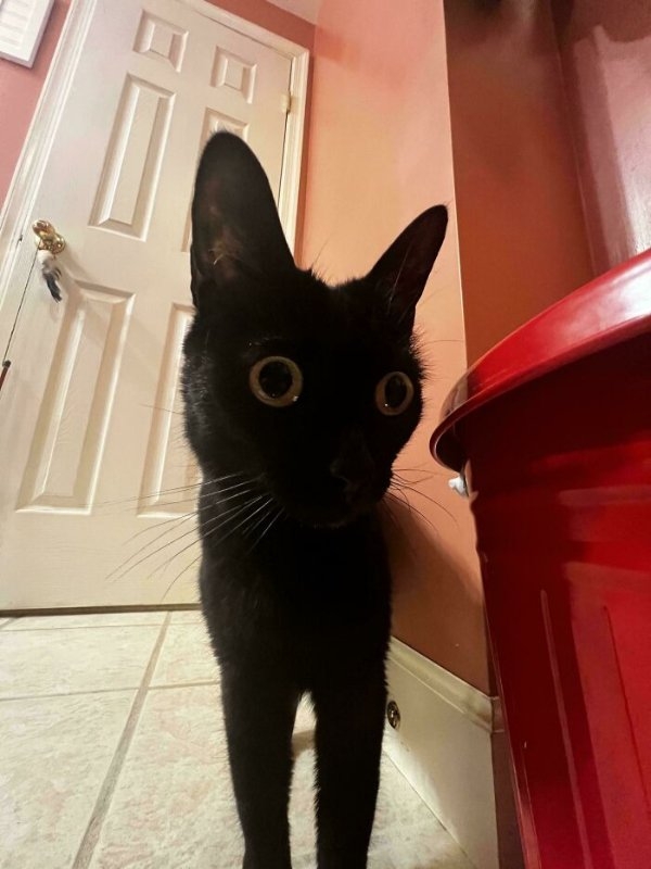 funnycats113_005