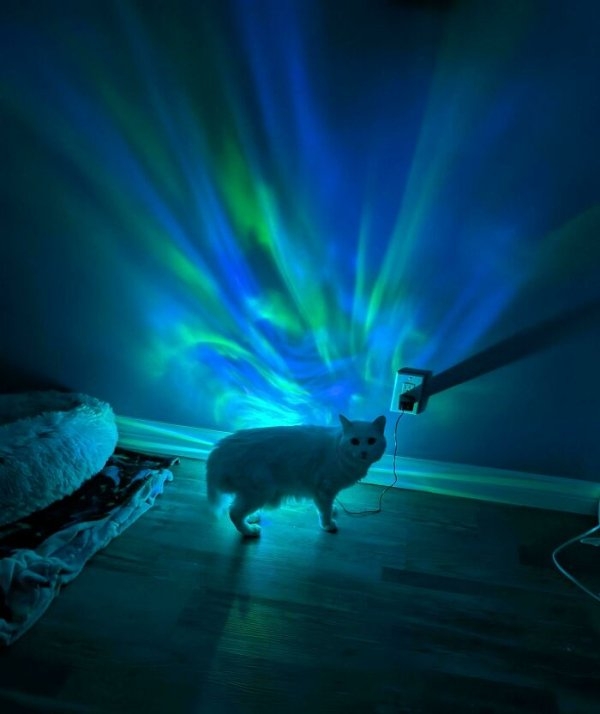 funnycats113_006